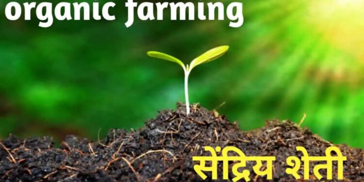 राजस्थान सरकारचा रसायनमुक्त शेतीवर जोर; सेंद्रिय शेती मोहिमेसाठी 600 कोटींची तरतूद