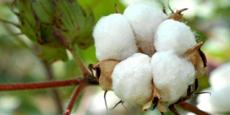 अतिवृष्टीने कपाशीचे नुकसान; काय राहू शकतात कापूस दर? सविस्तर जाणून घ्या