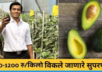 ॲव्होकॅडो