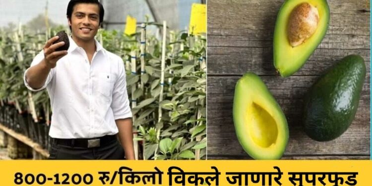 ॲव्होकॅडो