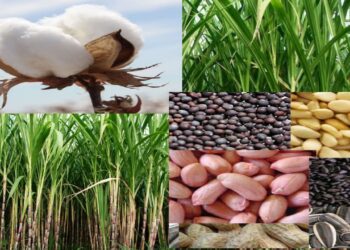 अन्नधान्य उत्पादन