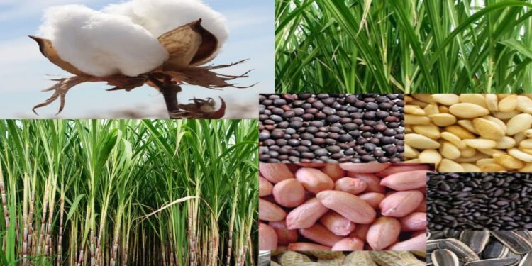 अन्नधान्य उत्पादन