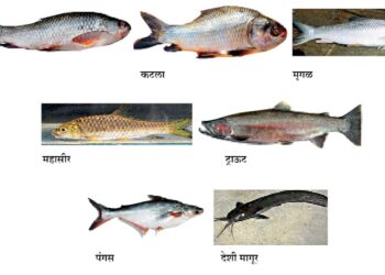मत्स्य संपदा योजना