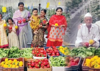 हायड्रोपोनिक शेती