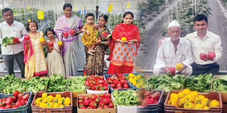 हायड्रोपोनिक शेती