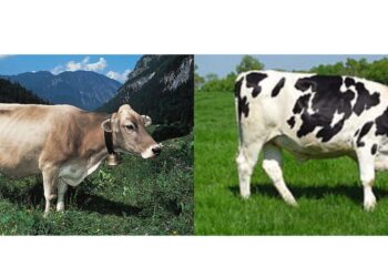 गाईंच्या प्रमुख जाती