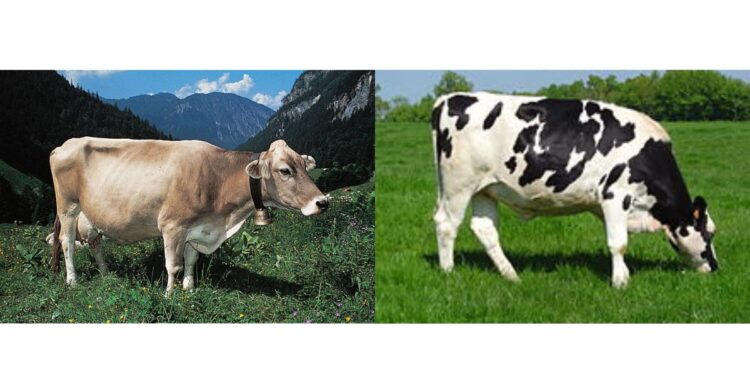 गाईंच्या प्रमुख जाती