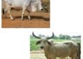 गाईंच्या प्रमुख जाती