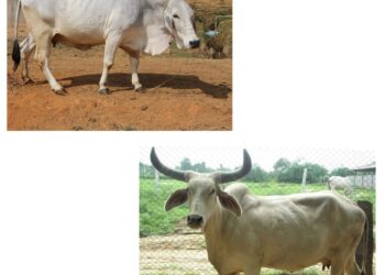 गाईंच्या प्रमुख जाती