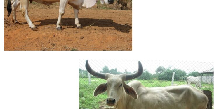 गाईंच्या प्रमुख जाती