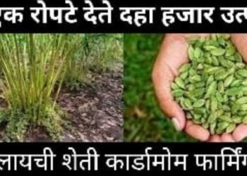 इलायची शेती