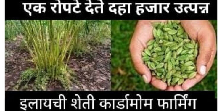 इलायची शेती