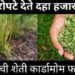 इलायची शेती