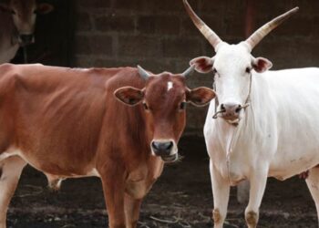 शेणखताचे महत्त्व