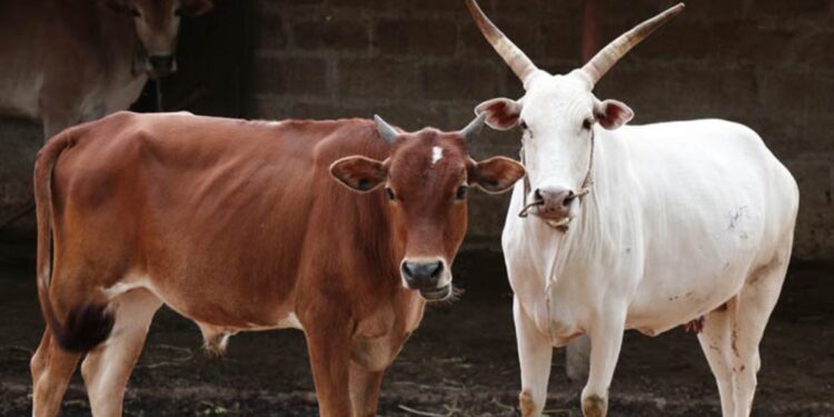 शेणखताचे महत्त्व