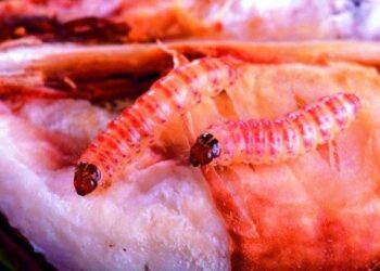 आला पोळा कपाशी सांभाळा