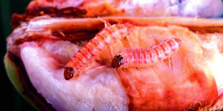 आला पोळा कपाशी सांभाळा