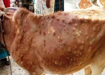 लम्पी रोग