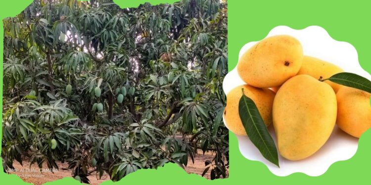 आंबा लागवड