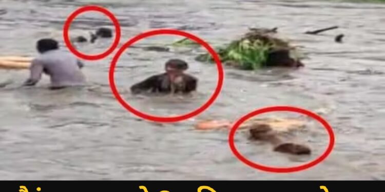 पावसाचे ताजे अपडेट्स