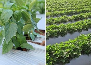 प्लास्टिक मल्चिंग