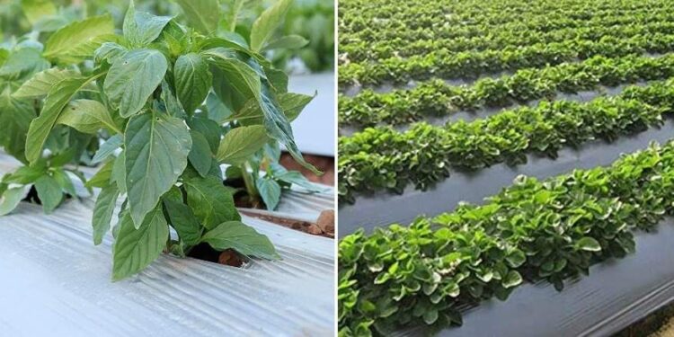 प्लास्टिक मल्चिंग