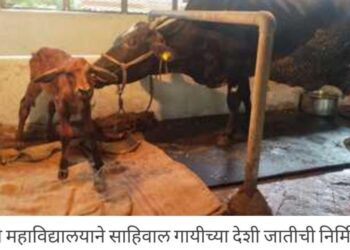 आयव्हीएफ तंत्रज्ञानाने साहिवाल वासरू