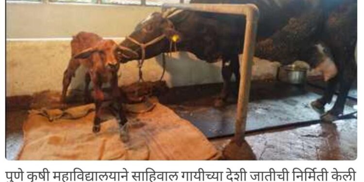 आयव्हीएफ तंत्रज्ञानाने साहिवाल वासरू