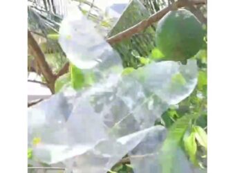 Best Idea! झाडावर न चढता सहजपणे फळ तोडा; A1 भन्नाट देसी जुगाड! पाहा हा व्हिडिओ …