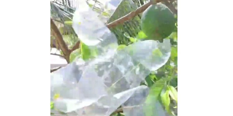 Best Idea! झाडावर न चढता सहजपणे फळ तोडा; A1 भन्नाट देसी जुगाड! पाहा हा व्हिडिओ …