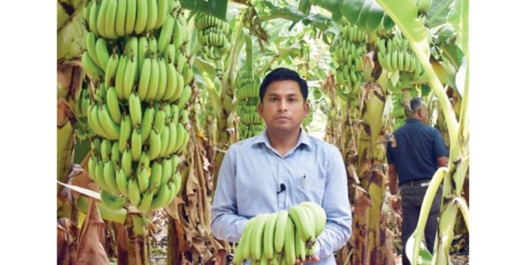 नव्या पिकाचा ध्यास