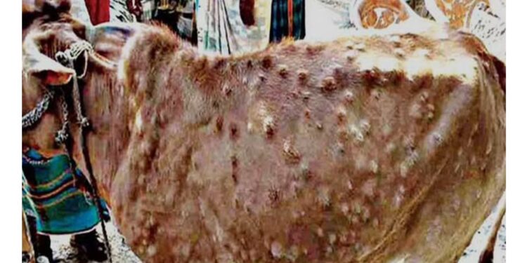 लम्पी स्किन