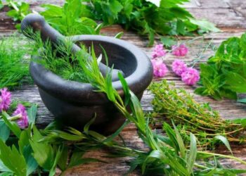 Medicinal Plants Nursery