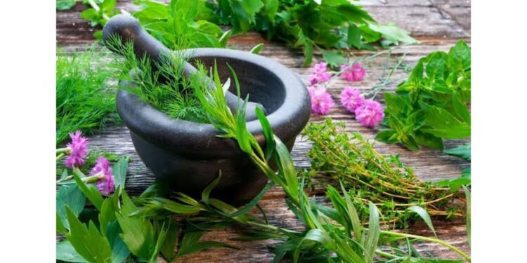 Medicinal Plants Nursery