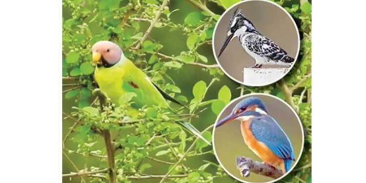 कांदा मुळा भाजी अवघी विठाबाई माझी