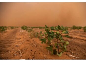 कापूस टंचाई