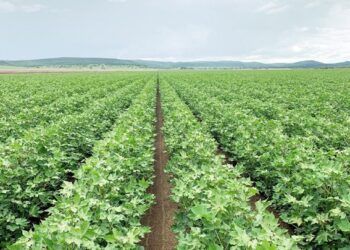 आपत्कालीन पीक नियोजन