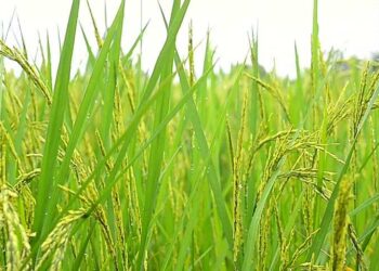 भात शेती