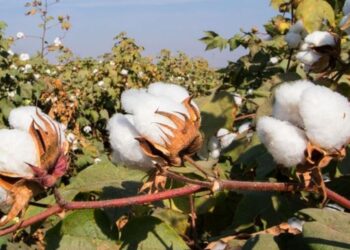 पणन महासंघ