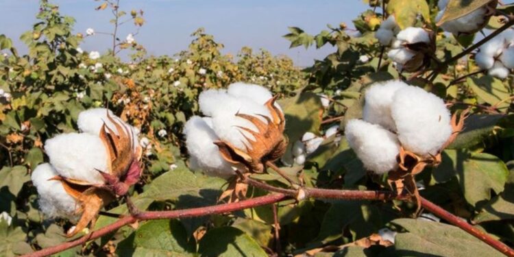 पणन महासंघ