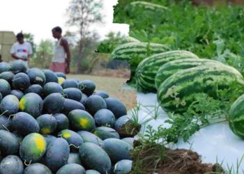 महिला शेतकरी