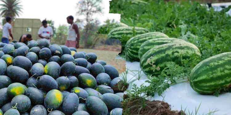 महिला शेतकरी