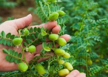 हरभरा लागवड