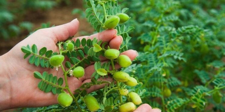 हरभरा लागवड