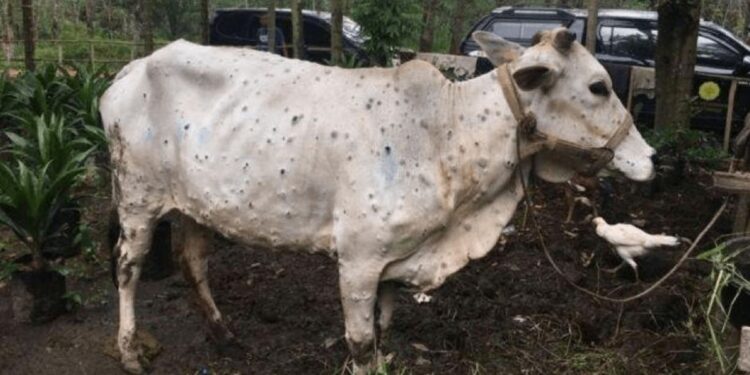 पशुधन रोगमुक्त