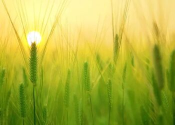 गहू लागवड