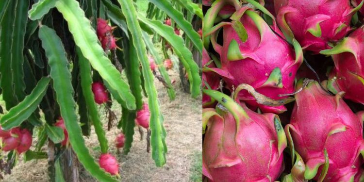 ड्रॅगन फ्रुट