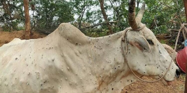 लम्पीबाधित