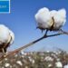 World Cotton Day
