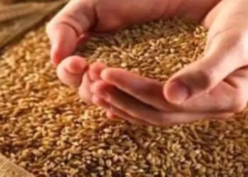 भरडधान्य खरेदी